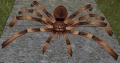 Thumbnail for version as of 18:39, 17 April 2012