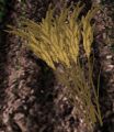Thumbnail for version as of 20:32, 29 March 2011
