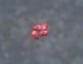 Thumbnail for version as of 10:33, 8 April 2013