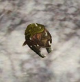 Thumbnail for version as of 21:23, 10 August 2014
