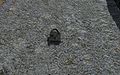 Thumbnail for version as of 01:25, 1 June 2010