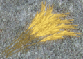 Thumbnail for version as of 05:59, 10 August 2011
