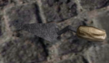 Thumbnail for version as of 11:49, 10 July 2009
