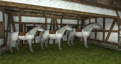 Horse body variations