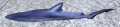 Blue shark.png