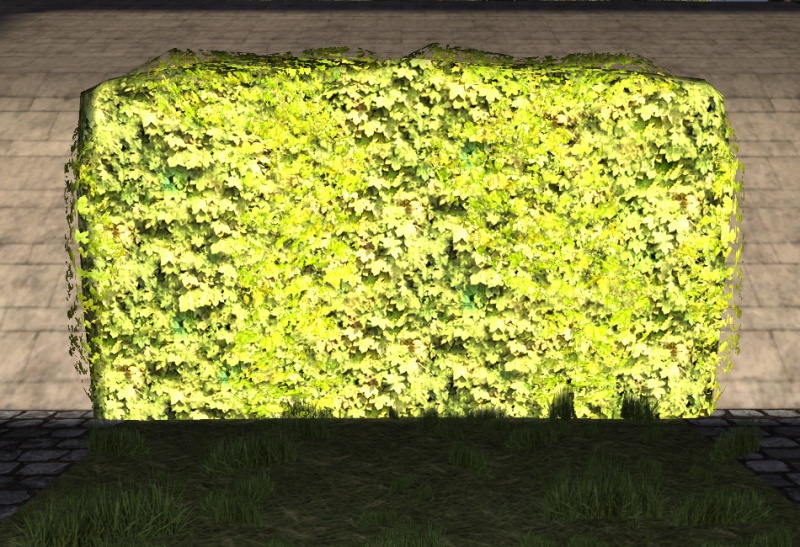 File:High maple hedge.jpg