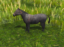 A Mule