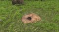 Animal burrow.jpg
