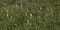 Purpleflowers.jpg