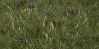 A Bouquet of purple flowers