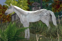 Unicorn in the wild