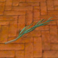 A Rosemary