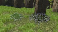 A Undergrowth