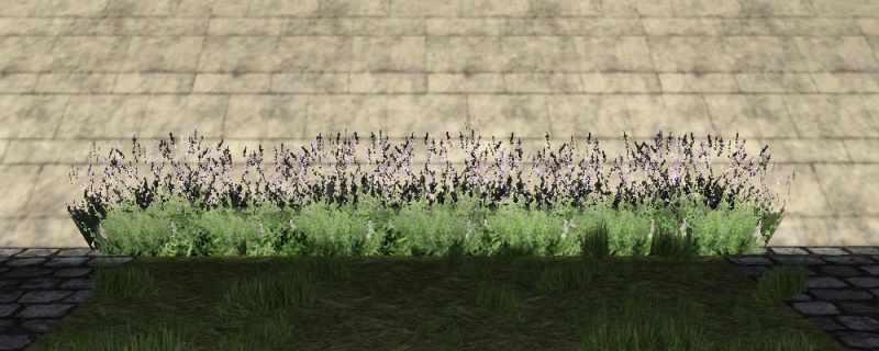 File:Lavender plantation.jpg