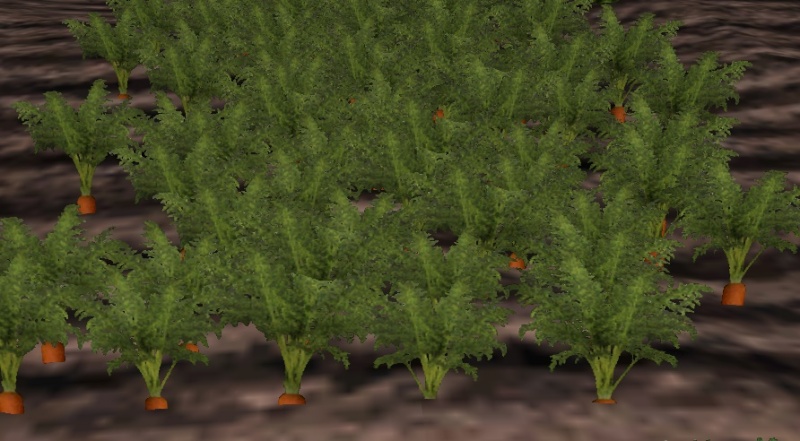 File:Carrot-harvest.jpg