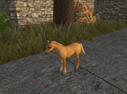 A Foal