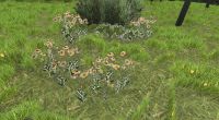 Alpine brush