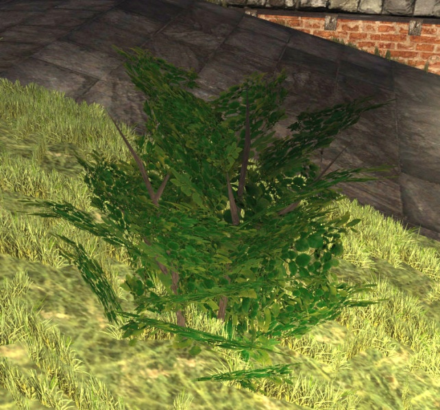 File:Blueberry bush.jpg