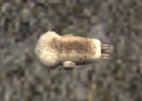 A Maul head