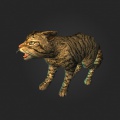 Cat.jpg