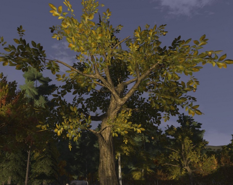 File:Walnut tree nuts.jpg