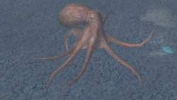 A Octopus