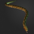 AnacondaRender.jpg