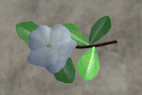 A Camellia flower