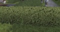 CamelliaHedge.jpg
