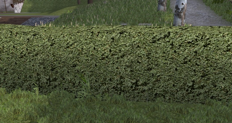 File:CamelliaHedge.jpg
