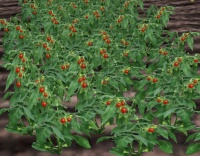 Tomato-harvest.jpg