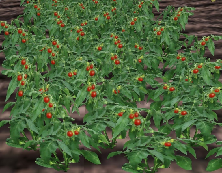 File:Tomato-harvest.jpg