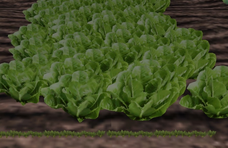 File:Lettuce-harvest.jpg