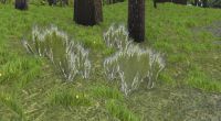 Wild grasses