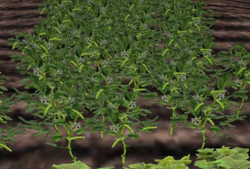 File:Peas-harvest.jpg