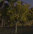 Lemon tree fruit.jpg