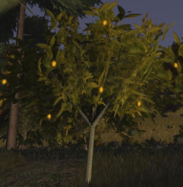 File:Lemon tree fruit.jpg