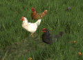 3Hens.png