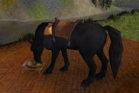 Horse eating from a pet bowl