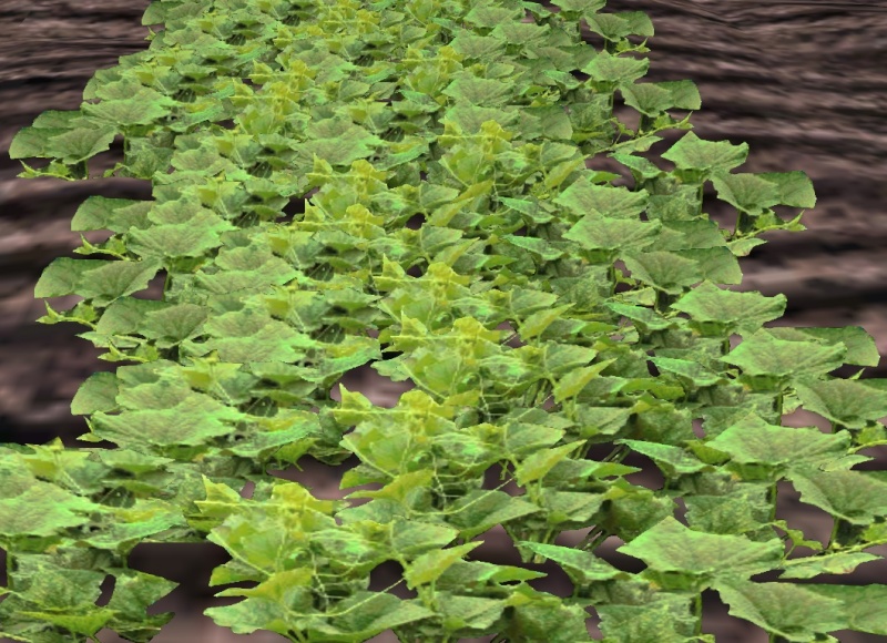 File:Cucumber-harvest.jpg