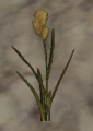 A Reed plants