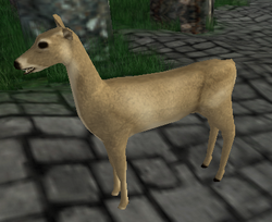 A Deer