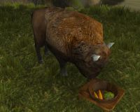 Bison eating from a pet bowl