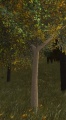 Cherry tree.jpg