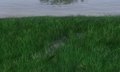Crocodile.jpg