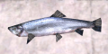Brook trout.png