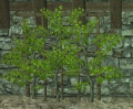 A Grape trellis