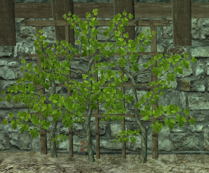 File:Grape trellis.jpg