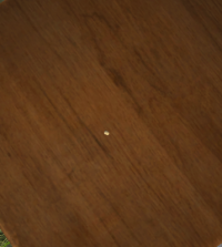 A Corn kernel