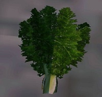 A Fennel plant